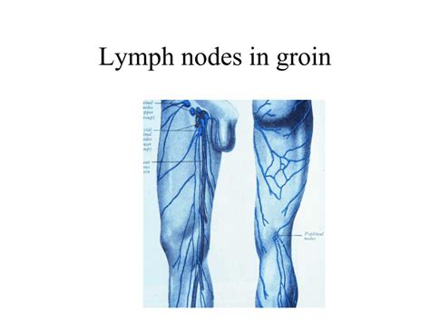Groin Lymph Nodes Women