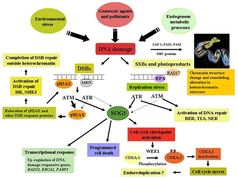 The first includes cyclins, a regulator subunit. Frontiers | Maintenance of genome stability in plants ...