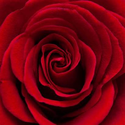 Rose Puzzle Wooden Jigsaw Roses Zen Teaser