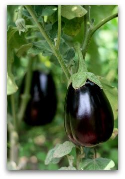 Maybe you would like to learn more about one of these? All About Growing Eggplant