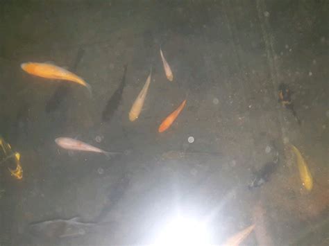 Pond Fish For Sale In Uk 88 Second Hand Pond Fishs