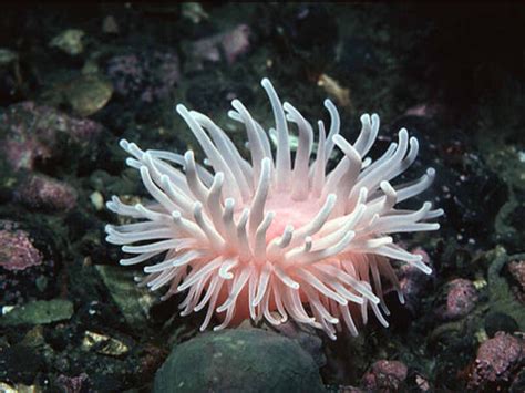 Deeplet Sea Anemone Information And Picture Sea Animals