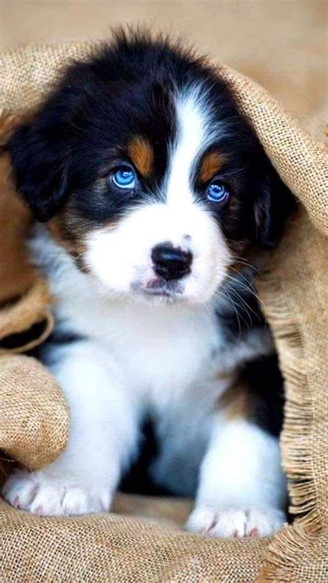 Your Daily Cuteness Cute Dogs Breeds Cute Puppies Cute Dogs And Puppies