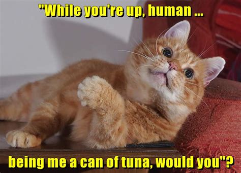 While Youre Up Human Being Me A Can Of Tuna Would You