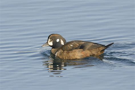 Harlequin Duck Female Photo Ed Agter Photos At