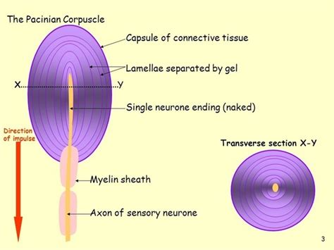 What are the characteristics of a Pacinian corpuscle? - Quora