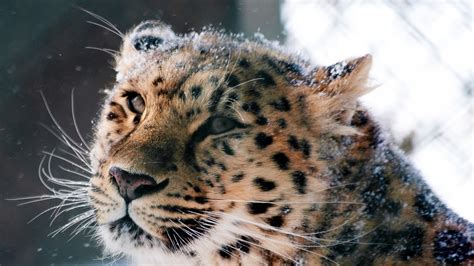 3840x2160 Amur Leopard Wild Cat 4k Hd 4k Wallpapers Images