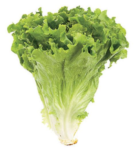 If we're including a bunch of greens that aren't actually lettuce anyway. The meaning and symbolism of the word - «Lettuce»