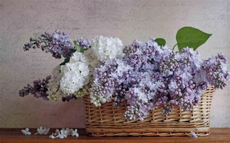 Goodbye April Hello May Lilac Flowers Lilac Flowers