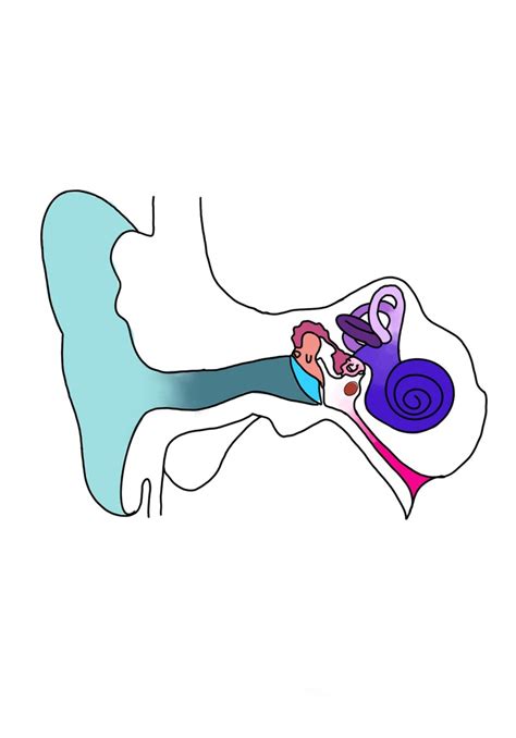 Ear Anatomy Diagram Quizlet