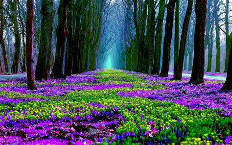 Foto forest of flowers, oakville, halton regional municipality, ontario, kanada. Spring Flowers in Forest HD Wallpaper | Background Image ...
