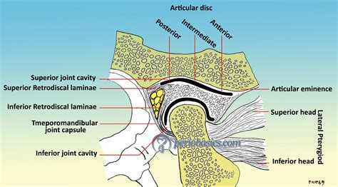 Temporomandibular Joint And Occlusion