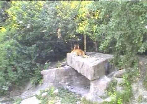 Live Streaming Zurich Zoo Tiger Enclosure Streaming Webcam