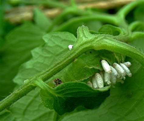 When the eggs hatch into larvae, the caterpillar will be eaten. Tomato Pests (Hornworms) - and THEIR Pests (Braconid wasps ...
