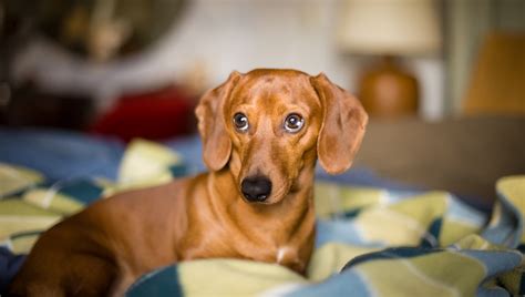 Top 32 Small Breeds That Make Good Apartment Dogs Dogtime