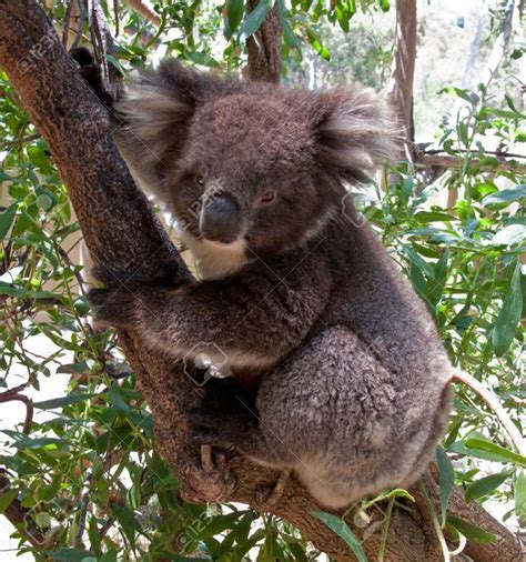Close Up Of Koala Bear In Australian Eucalyptus Tree Stock Photo