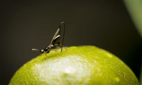 The Secret Life Of Figs Or How We Eat Wasps Pretend Magazine