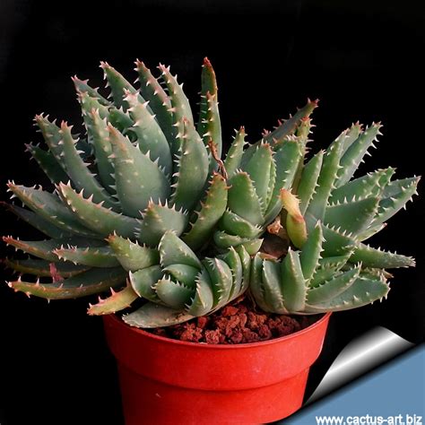 You will receive a similar plant in size and shape to the ones in the pictures. Foro de Cactuseros.com • Ver Tema - AGREGAR FICHA EN LA ...