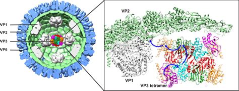 Rotavirus Vp3 Is A Multifunctional Capping Machine