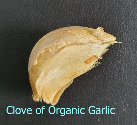 What Is A Clove Of Garlic And Is Garlic A Vegetable