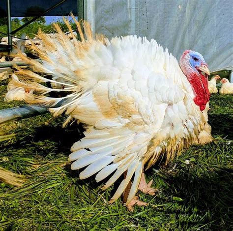 Choosing how you eat is uniquely personal. Pre-order Thanksgiving Turkey - Sweet Grass Dairy