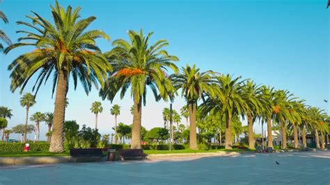 Check spelling or type a new query. Beautiful Palm Trees 4k, Salou, Stock Footage Video (100% ...