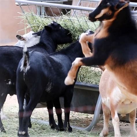 Goats Butt Heads Over Breakfast Reid Park Zoo