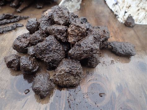 Ancient Canine Feces Reveal 17th Century Sled Dogs Diet