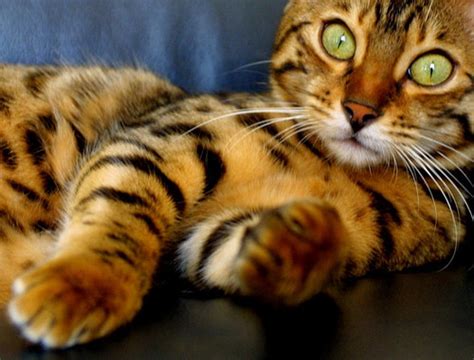 The Bengal One Of The Most Popular Cat Breeds With A Wild History Pet