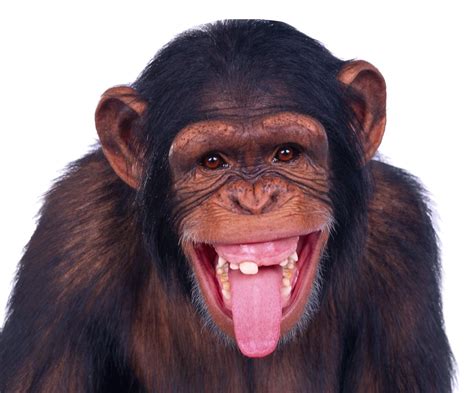 Chimpanzee Background Png Png Play