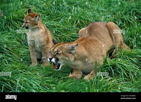 Cougar Puma Concolor Mother Snarling With Cub Stock Photo Alamy