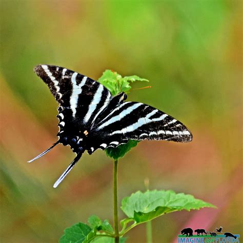 Zebra Swallowtail Butterfly Imagine Our Florida Inc