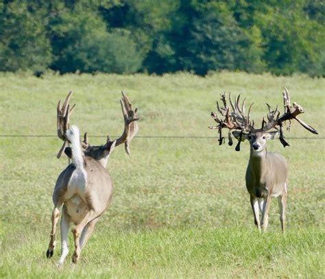 M3 Whitetails Big Texas Whitetails Deer Breeder In Texas Whitetail