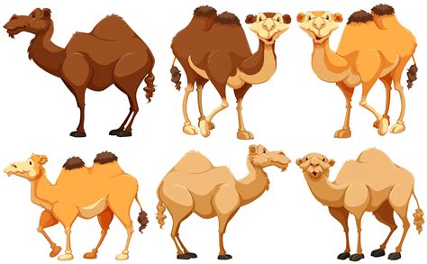 Free Camel Clipart Clip Art Pictures Graphics Illustr