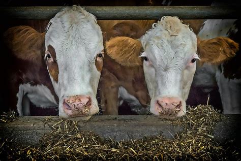 Cow Head Cow Head Animal Livestock Nature Milk Cow Ruminant