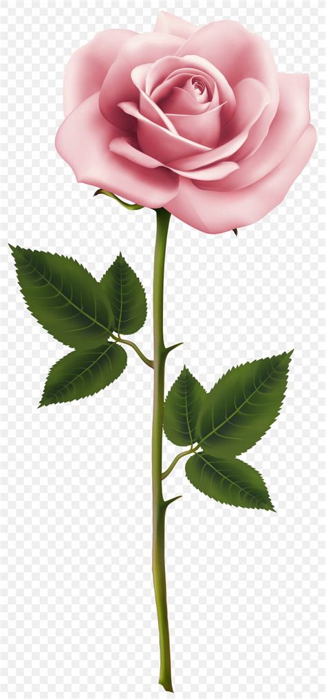 Rose Pink Flower Clip Art Png 3265x7000px Rose Bud Close Up Cut