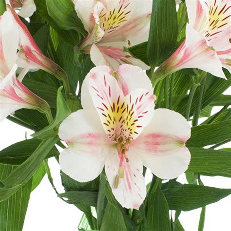 We did not find results for: You're Making Me Blush! Save on these Blush Colored Blooms ...
