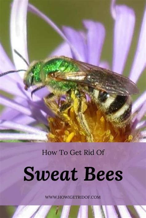 How To Get Rid Of Sweat Bees How I Get Rid Of