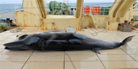 Japanese Fleet Kills 333 Minke Whales Safety4sea