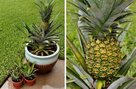 Pineapple Plant Photos Inside Nanabreads Head