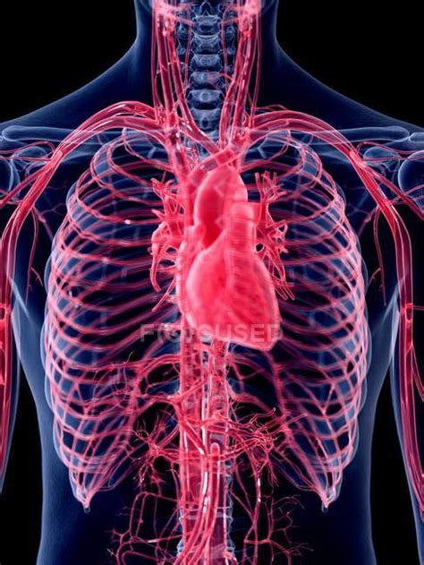 3d Rendered Illustration Of Human Heart — Circulatory Graphic Stock