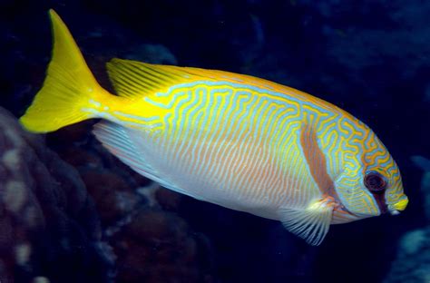 Siganus Doliatus Barred Spinefoot Rabbitfish Fish Pet Fish Tank Fish