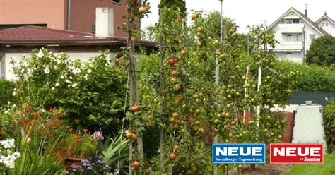 Sammlung von ich seh grün • zuletzt aktualisiert: Idealen Obstbaum für den Garten finden - NEUE Vorarlberger ...