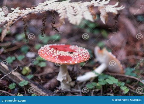Red Toxic Hallucinogenic Poisonous Mushroom With Red Dots In A Natural