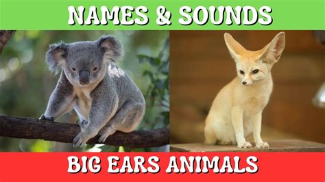 Animals With Big Ears Unveiling The Names And Sounds Of Natures