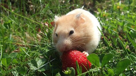 Hamsters Types And Tips To Care For Your Cute And Furry