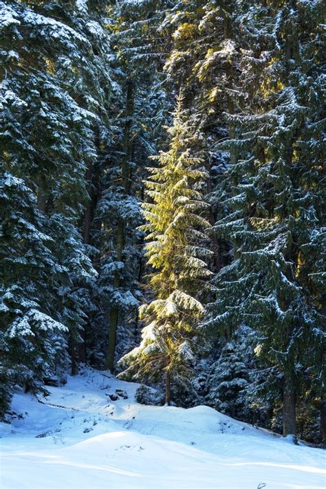 Pine Tree Forest During Winter Stock Image Image Of Nature Seasonal
