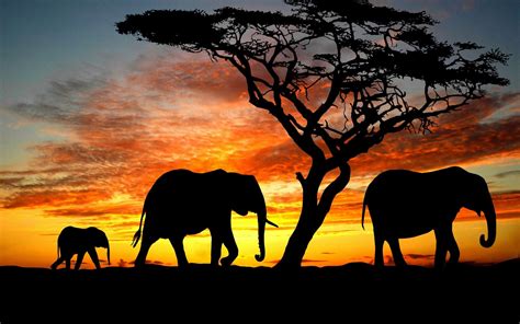 Fond d écran x px incroyable animal beauté mignonne pendant éléphant famille