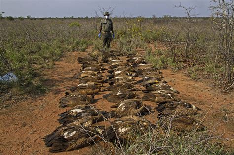 Poachers Target Africas Lions Vultures With Poison 680 News
