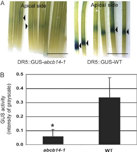 Decreased Polar Auxin Transport In Inflorescence Stems Of Abcb14 1